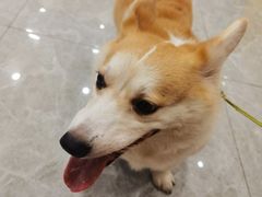 -艾贝尔宠物医院·宠保定点·超声绝育·免疫点(樱花路店)