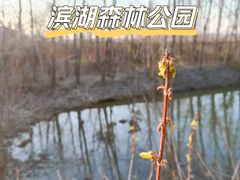 -合肥滨湖国家森林公园