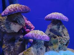 -海合安武汉极地海洋公园