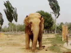 景点-石家庄市动物园