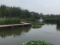 -前关湿地公园