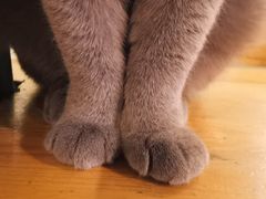 -猫小院猫主题咖啡厅(北锣店)