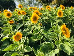 -艾溪湖湿地公园