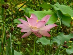 -福建鲤鱼洲酒店