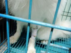 -睿金宠物医院·CT·肿瘤·骨外科