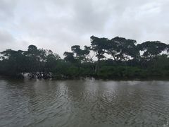 -东寨港红树林旅游区