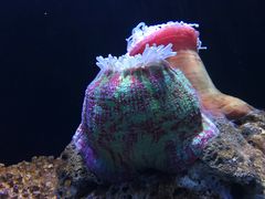 -海合安天津极地海洋公园