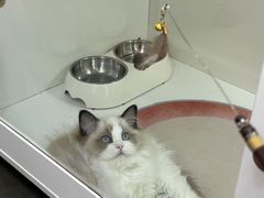 -青奢宠物·青奢猫舍