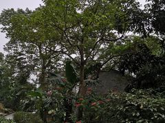 -广州市帽峰山景区