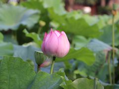 -陈家山荷花公园