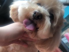 -致善宠物医院(体育路店)