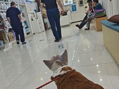-美联众合动物医院·24h京西诊疗中心