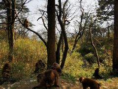 -峨眉山风景名胜区