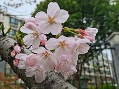-高东镇樱花园