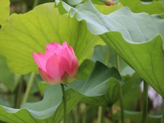 -莲花池公园