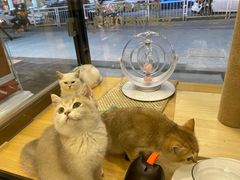 -袖虎宠物·金渐层缅因猫舍(灵芝店)