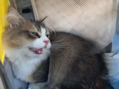 -momokira米努特·德文卷毛猫·棉花面纱犬