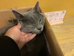 -猫猫幼稚园·撸猫·桌游·电玩