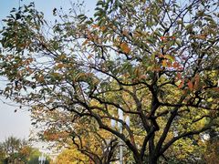 -浙江西子宾馆·瑶园咖啡厅