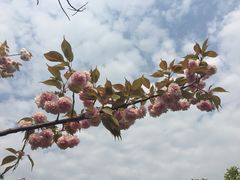 iphone_upload_pic-高东镇樱花园