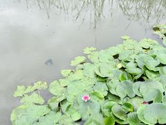 -前关湿地公园