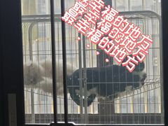 -科道动物医院·急重症中心(万达院)