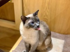 -滚猫咖啡·猫咖·猫友好撸猫(未来城店)