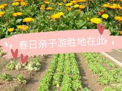 -前小桔亲子创意农场·草莓采摘·露营烧烤