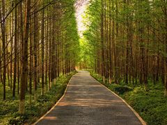 -桤木河湿地公园