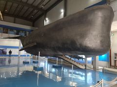 -上海海洋大学鱼文化博物馆(军工路校区)