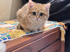 -有猫咖啡umeow coffee