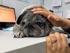 -pd派德宠物中心医院24H急重症·眼科中心·血液透析中心(嵩山北路店)