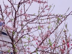 -丹樱生态园