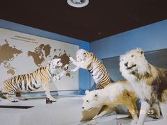 -上海自然博物馆