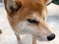 -纳吉亚猫专科动物医院·北北分院