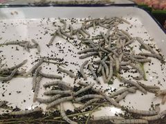 -上海昆虫博物馆