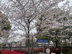 -高东镇樱花园