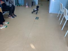-瑞派·关忠动物医院·猫专科·犬专科(三环新城店)