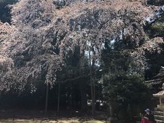 -醍醐寺