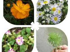 -桤木河湿地公园