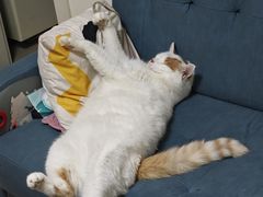 -纳吉亚猫专科动物诊疗中心(蒋宅口分院)