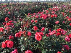 -漩门湾国家湿地公园