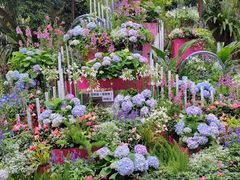 -深圳仙湖植物园