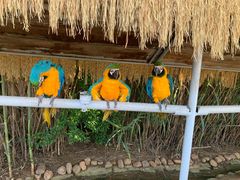 -西霞口神雕山野生动物世界