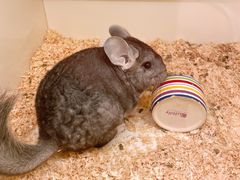 -龙猫仔乐园(惠福东路店)