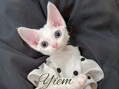-瑞鹏宠物医院犬猫全科(真大分院)