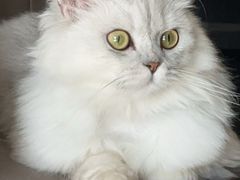 -猫大福·Fortune Cat猫舍(百子湾店)