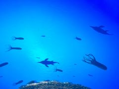 -海合安武汉极地海洋公园