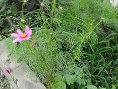 -同銮特种养殖场·龙虾垂钓