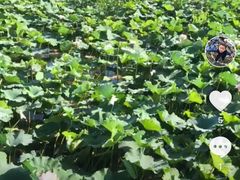 -荷塘月色湿地公园·向阳花洲